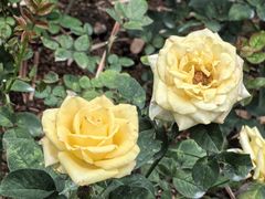 -人民公园(罗湖区)