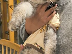 -楼上猫咖(罗湖店)