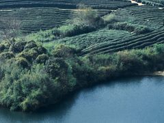 -龙坞茶村