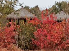 -莲花池公园