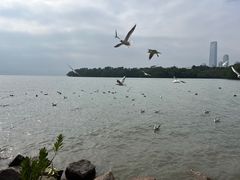 -深圳湾公园(南山区)