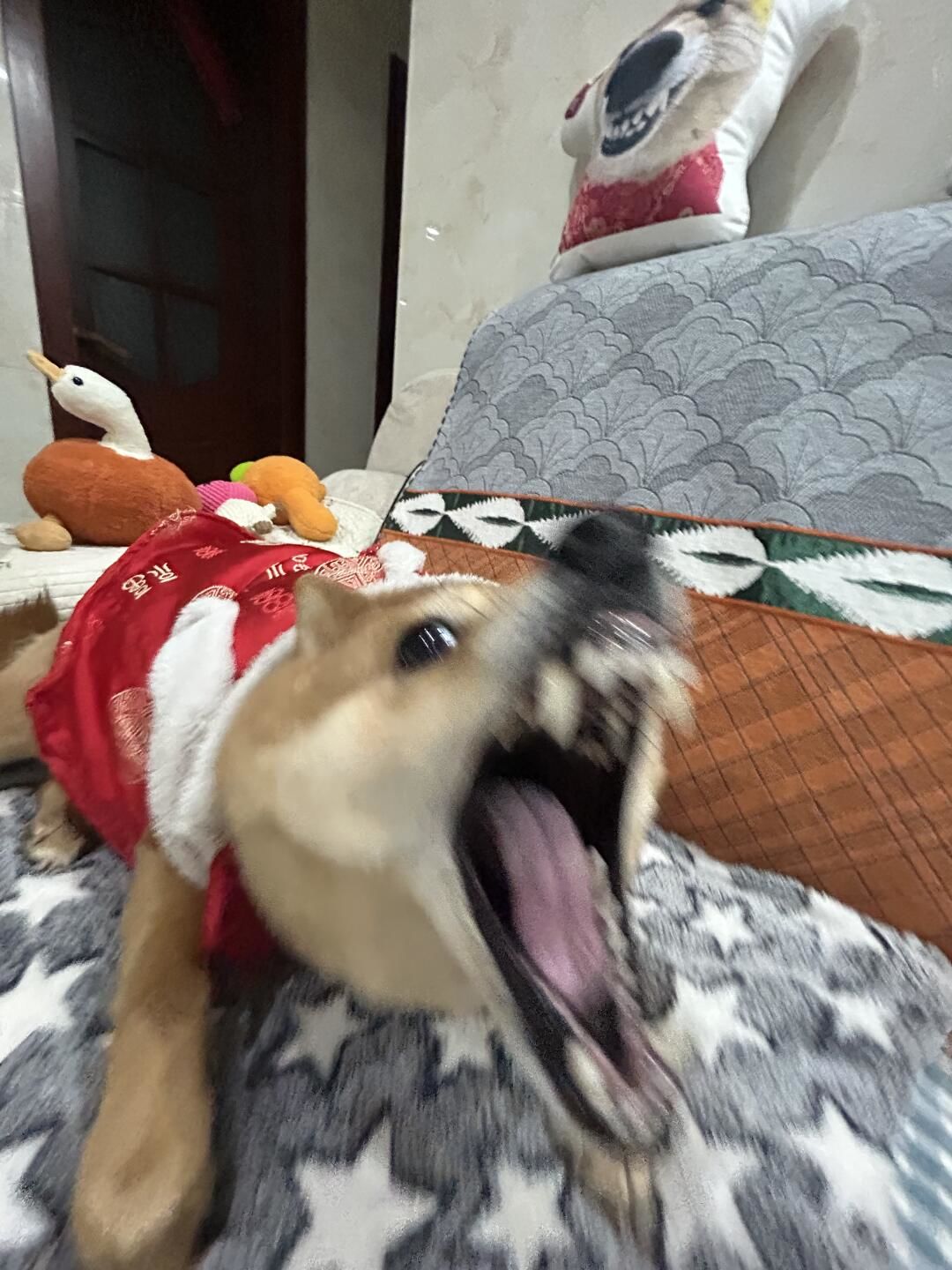 对着睡觉的狗狗放了个屁
