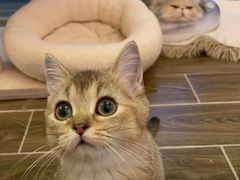 -猫大福·Fortune Cat猫舍(百子湾店)