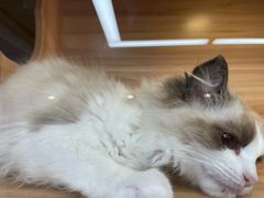 -猫十亿·布偶金渐层·曼基康矮脚猫舍(青年路店)