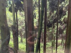 -武陵山森林公园