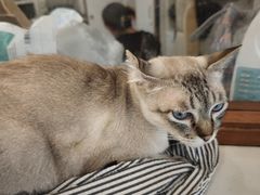 -共舞时光猫咖·狗咖(新街口店)