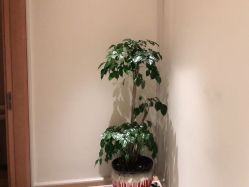 -苑苑vbeauty科技美容SPA