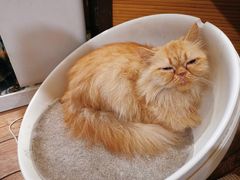 -more than meow吴止猫主题餐厅(承德 中船汇店)