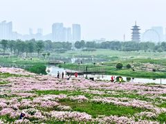 -洋湖国家湿地公园