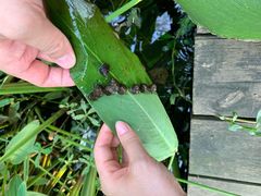 -合肥滨湖国家森林公园