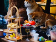 -茶是一枝花泡茶店