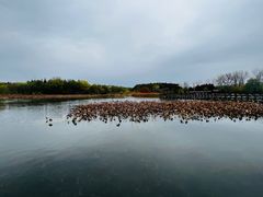 -溱湖国家湿地公园