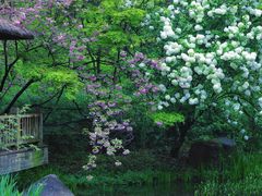 -上海共青森林公园