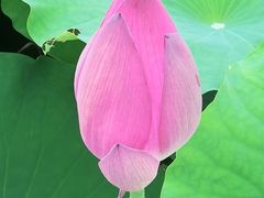 -陶辛水韵