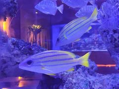 -上和臻品中国菜(花园街店)