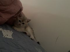 -佳雯宠物医院·皮肤科·内外科(春晓路分院)