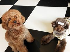 -Oh My Dog宠物沙龙(伊珊娜皮毛护理店)