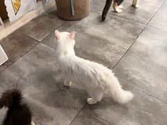-楼上猫咖(罗湖店)