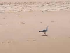 -黄金海岸