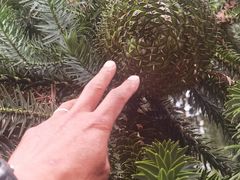 -昆明植物园