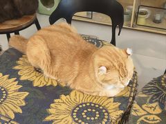 -平行世界·猫咖(首经贸店)