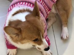 -怪兽屋·羊驼·猫咖·狗咖(俊华广场店)