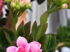 -鼎盛山海火锅(北戴河刘庄夜市老虎石浴场店)