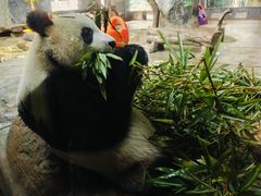 -海南热带野生动植物园
