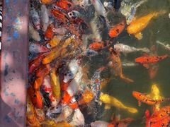-南湖梦幻岛