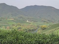 -龙坞茶村