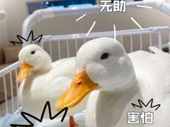 -怪兽屋·羊驼·猫咖·狗咖(俊华广场店)