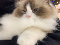 -藏猫猫咖啡主题馆(中央大道店)