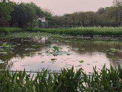 -顺峰山公园