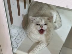 -青奢宠物·青奢猫舍