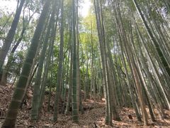 -上海佘山国家森林公园天马山园