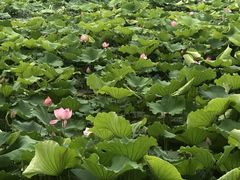 -艾溪湖湿地公园