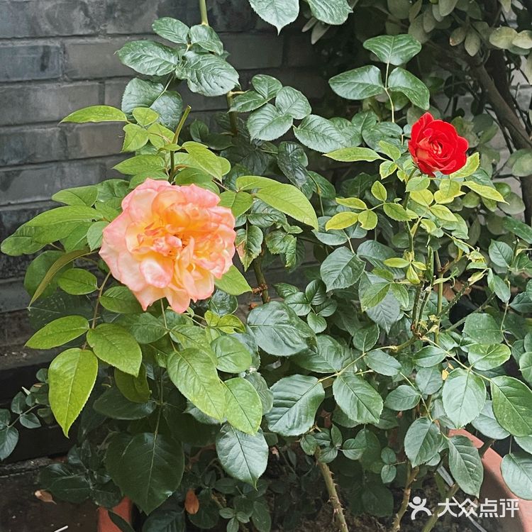 【钻胡同吃地道北京家常菜——悦宾饭馆】