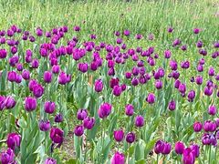 -长春公园(普阳街道)