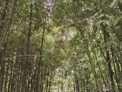 -泰山风景名胜区-普照寺
