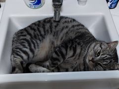 -伟伟宠物医院·瑞派猫友好医院·猫科(光谷店)