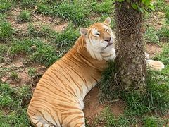 -西霞口神雕山野生动物世界