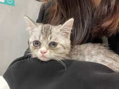 -瑞派动物医院·绝育·犬猫全科·预防医学(光景江南中店)