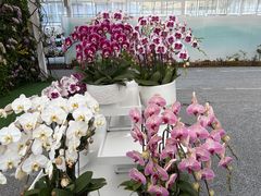 -上海鲜花港