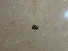 -三亚海棠湾万丽度假酒店