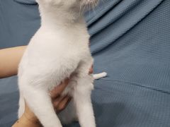 -创凡宠物医院·骨专科  猫科中心(西乡分院)