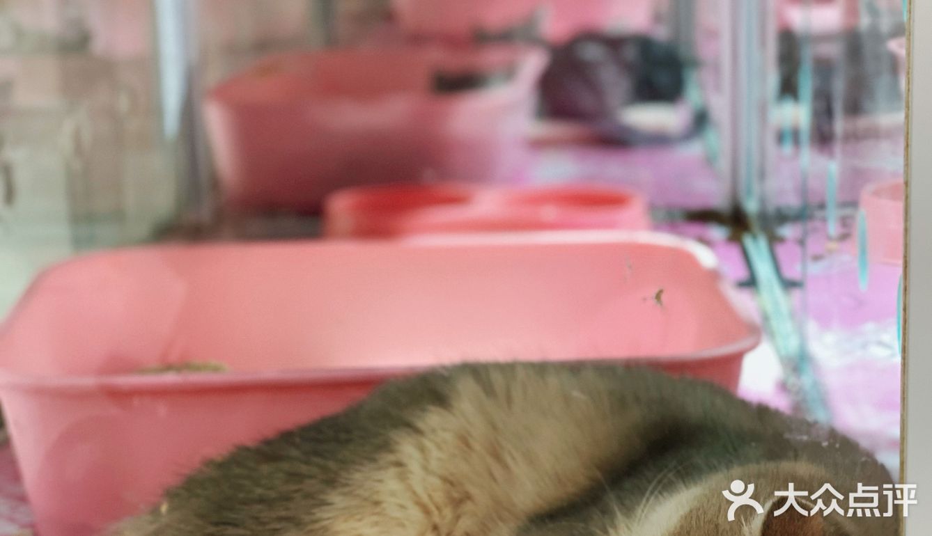 初春🌸阳光☀️午后，猫猫🐱都在睡大觉💤
