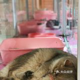 初春🌸阳光☀️午后，猫猫🐱都在睡大觉💤