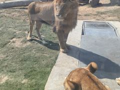 -西霞口神雕山野生动物世界
