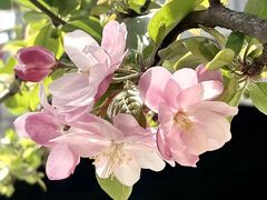 -海棠花溪(元大都城垣遗址公园)