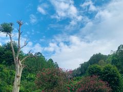 -水濂山森林公园